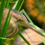 Ixobrychus sinensis