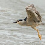 Nycticorax nycticorax