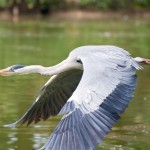 Ardea cinerea