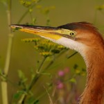 Ardea purpurea