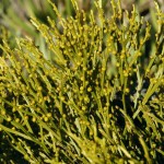 Psilotum nudum