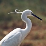 Egretta garzetta