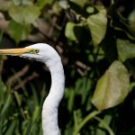 Egretta intermedia