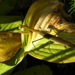 Tenodera sinensis