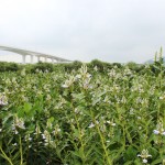 Acanthus ilicifolius