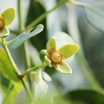 Flowers of Sonneratia