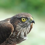 Accipiter nisus