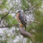 Accipiter soloensis