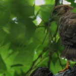 Accipiter trivirgatus