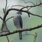 Accipiter virgatus