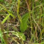 Ophioglossum vulgatum 