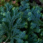 Selaginella uncinata © 2008 Dracophyllum, Gordon K. A. Dickson