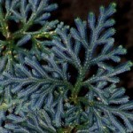 Selaginella uncinata © 2008 Dracophyllum. Gordon K A Dickson.