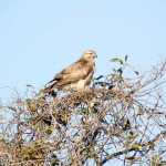 Buteo japonicus