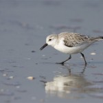 Calidris alba