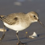 Calidris alpina