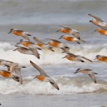 Calidris canutus