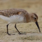 Calidris ferruginea