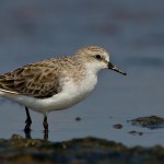 Calidris ruficollis