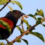 Centropus sinensis