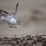 Charadrius alexandrinus