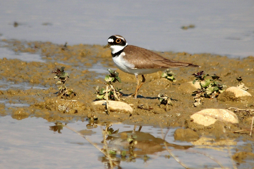 Charadrius dubius Macau Biodiversity