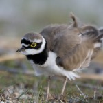 Charadrius dubius