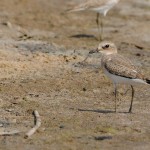 Charadrius leschenaultii