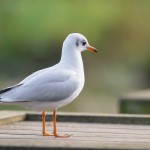 Larus ridibundus