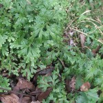 Selaginella doederleinii 