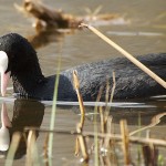 Fulica atra