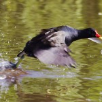 Gallinula chloropus