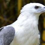 Haliaeetus leucogaster