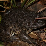 Hoplobatrachus rugulosus