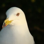 Larus crassirostris