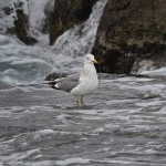 Larus heuglini