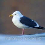 Larus schistisagus