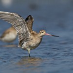 Limosa lapponica