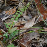 Lindsaea orbiculata