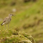 Numenius phaeopus