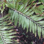 Osmunda vachellii 