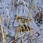 Scolopax rusticola