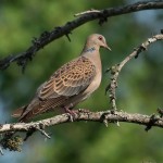 Streptopelia orientalis