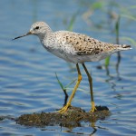 © 2006 Changhua Coast Conservation Action