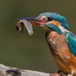 Alcedo atthis