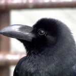 Corvus macrorhynchos