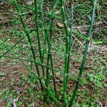 Equisetum debile