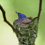 Hypothymis azurea