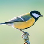 Parus major