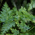 Selaginella heterostachys